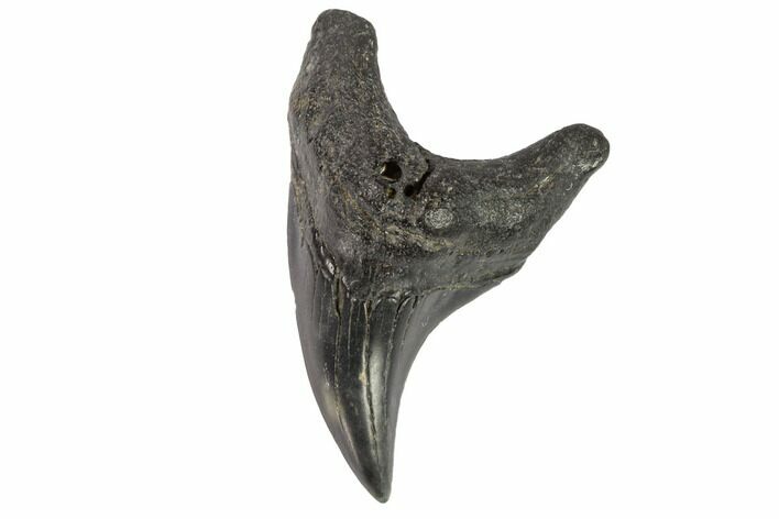 Rare, Fossil Mackerel Shark (Parotodus) Tooth - Georgia #121155